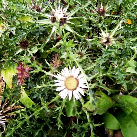 بيت ضيافة Zum Rosenbachschen Lowen 3*