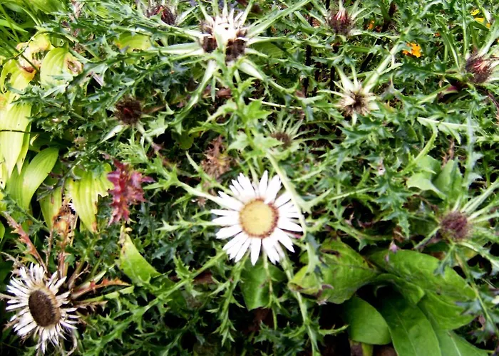 Penzion Zum Rosenbachschen Lowen 3*